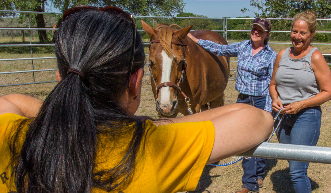 lady in yellow shirt looking at horse