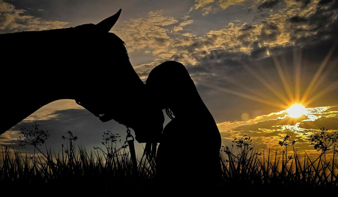 shadow of horse and human bonding