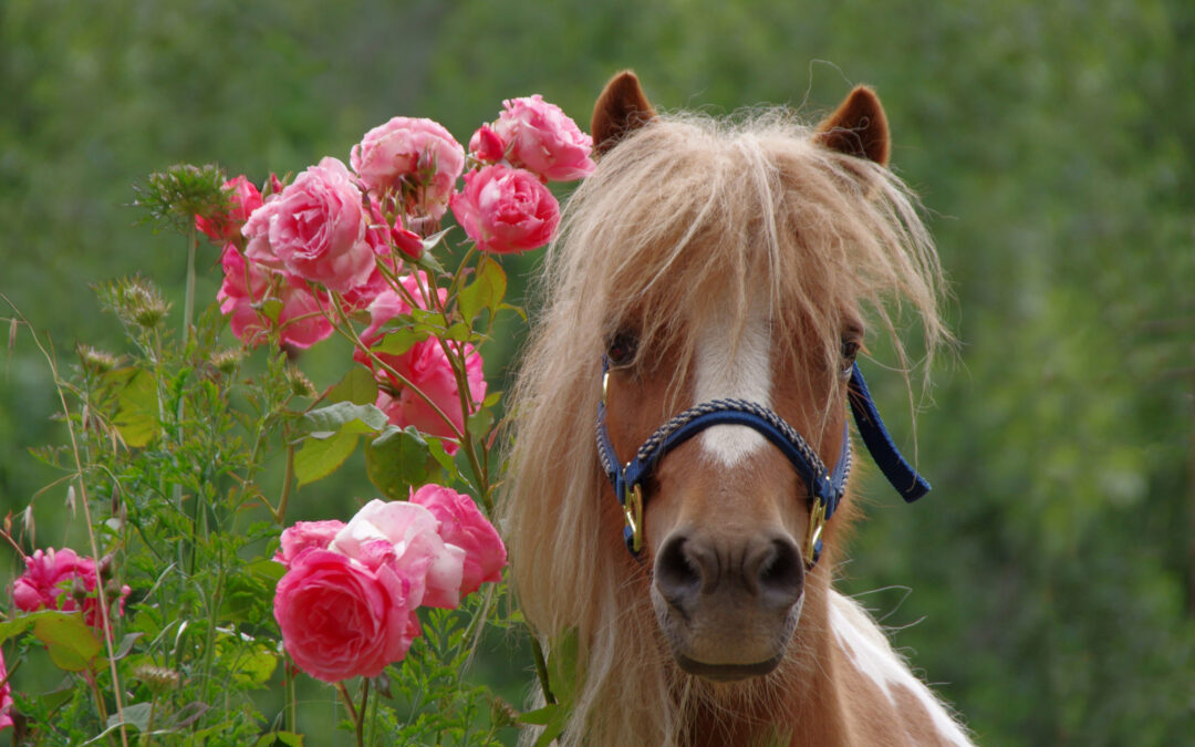 horse next to pink flower