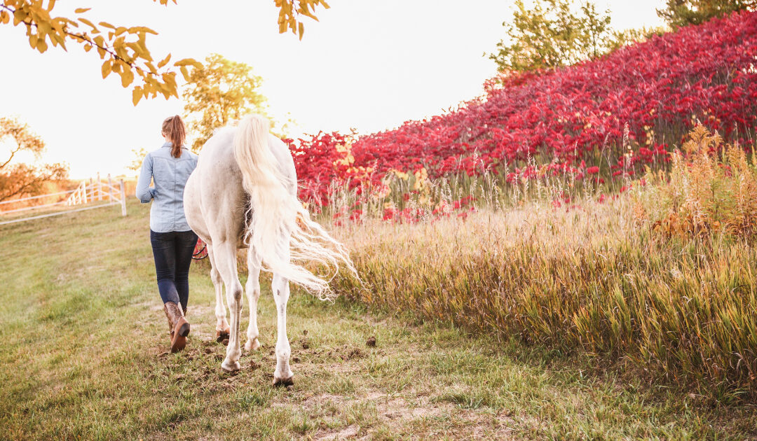 white horse strolling with human down dirt path