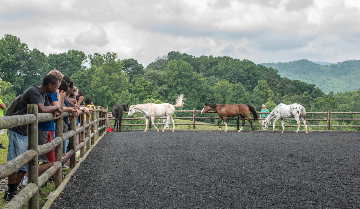 North Carolinas Horse Sense Location