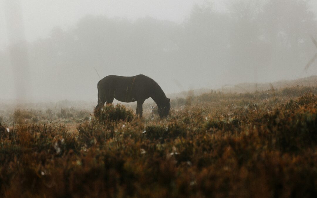 Through the Fog: A Story of Love, Loss, and Healing